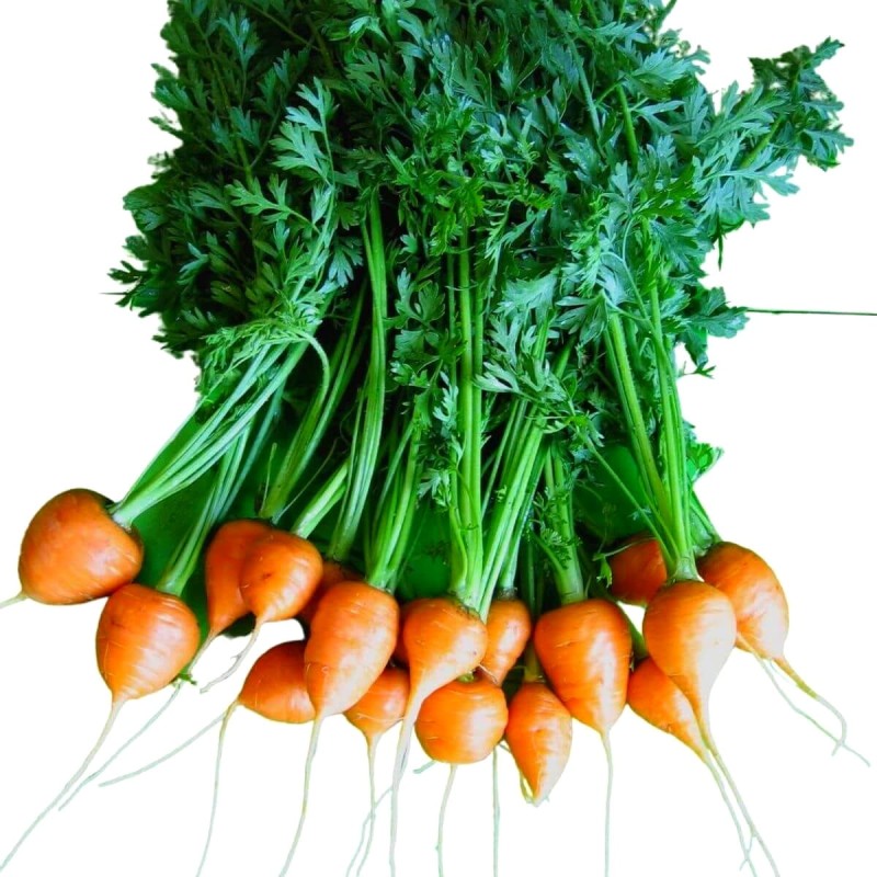 Marchew okrągła PARISER MARKT 4 Bardzo Wczesna nasiona (1).jpg