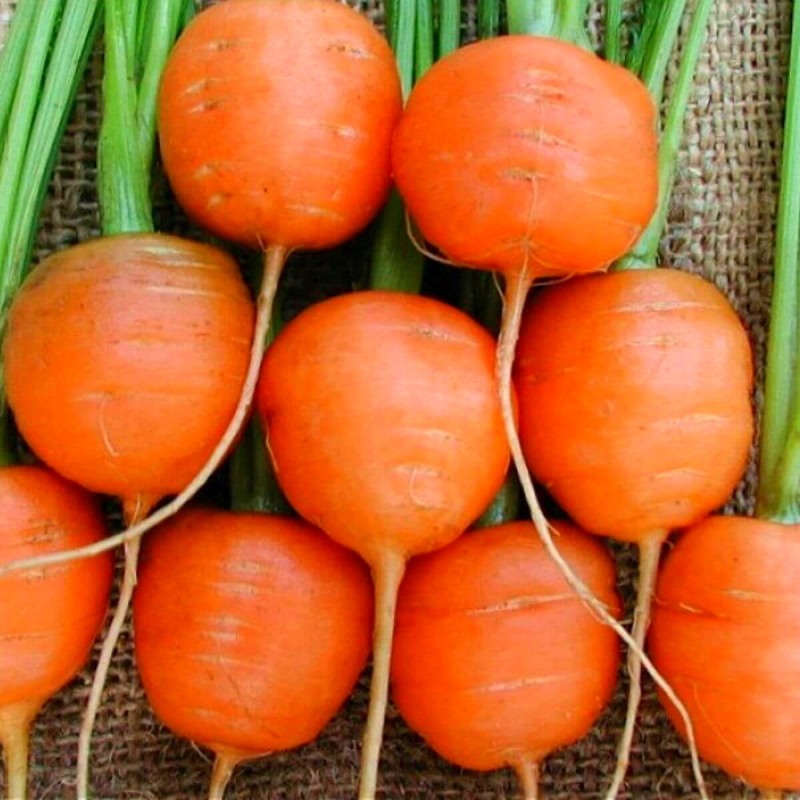 Marchew okrągła PARISER MARKT 4 Bardzo Wczesna nasiona (2).jpg