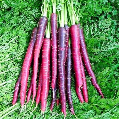 Marchew Fioletowa DEEP PURPLE F1 średnio późna nasiona 0,5g