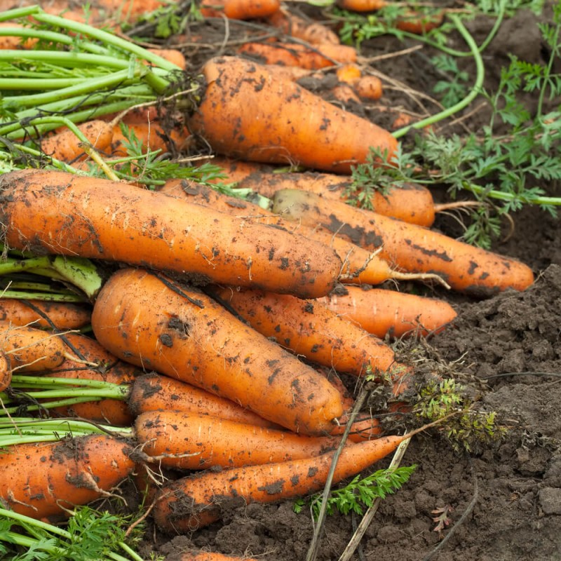 Marchew PIERWSZY ZBIÓR Wczesna nasiona XL 100g (3)