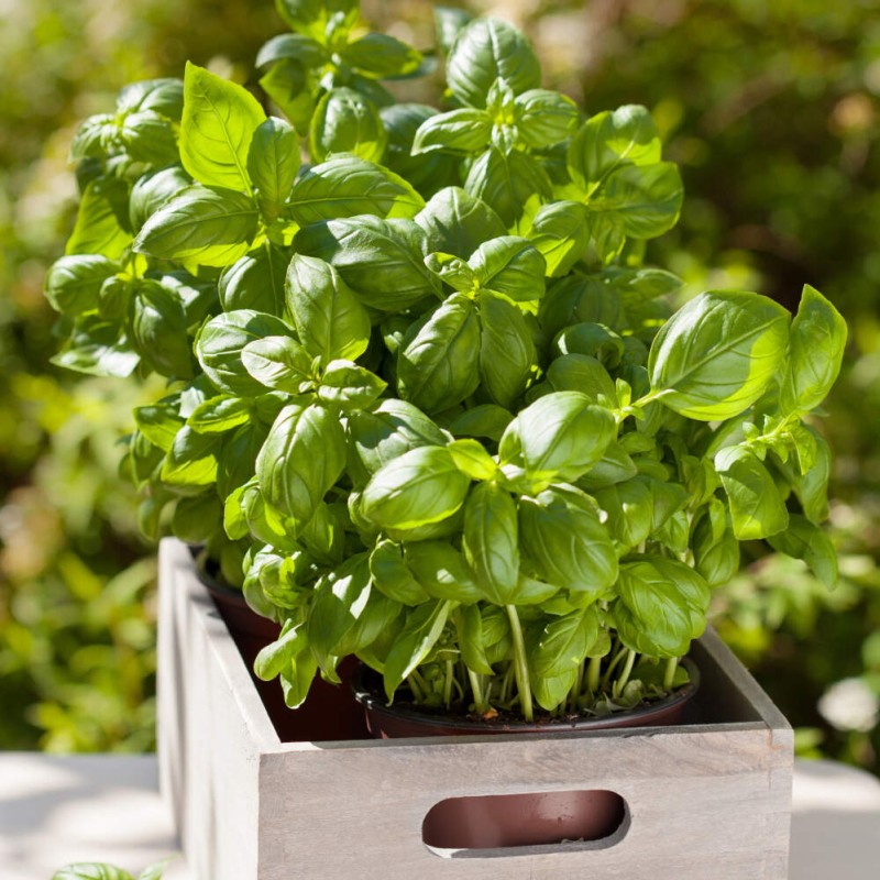 bio bazylia nasiona.jpg