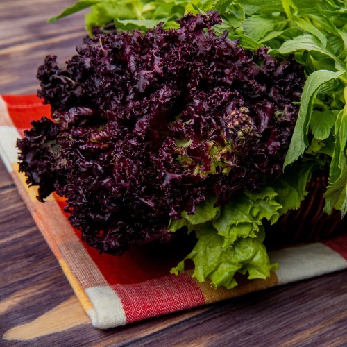 Sałata liściowa LOLLO ROSSA czerwona nasiona 1g