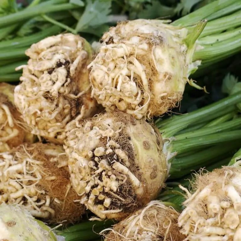 Seler korzeniowy MAKAR nasiona (3).jpg