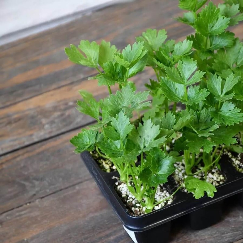 Seler naciowy GOLDGELBER nasiona (2).jpg