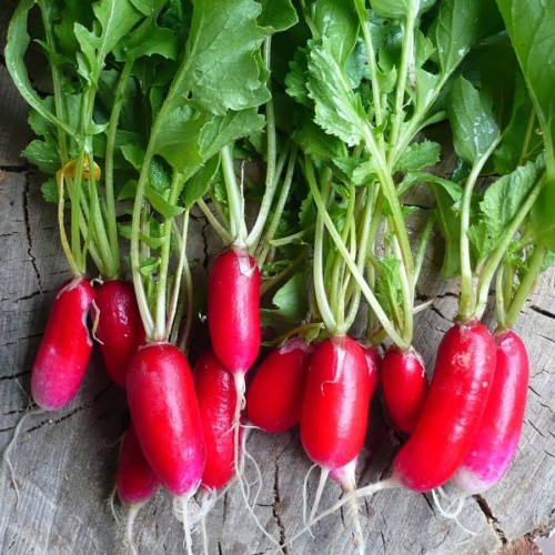 Rzodkiewka OPOLANKA nasiona 5g