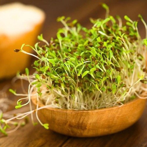 BIO Brokuł - nasiona na kiełki ekologiczne 10g