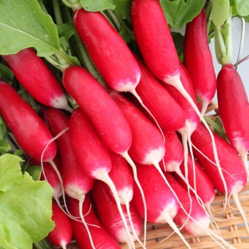 Rzodkiewka OPOLANKA nasiona XXL 500g