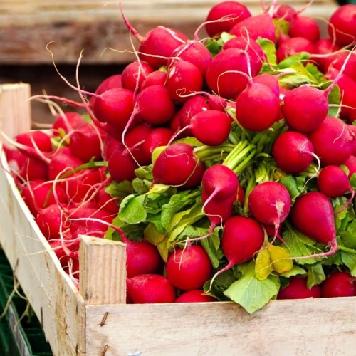 Rzodkiewka CHERRY BELLE nasiona 5g