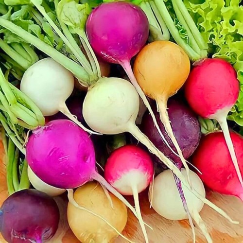 Rzodkiewka MIESZANKA kolorów i odmian nasiona 10g