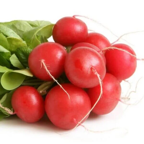 Rzodkiewka SAXA 2 nasiona XL 100g