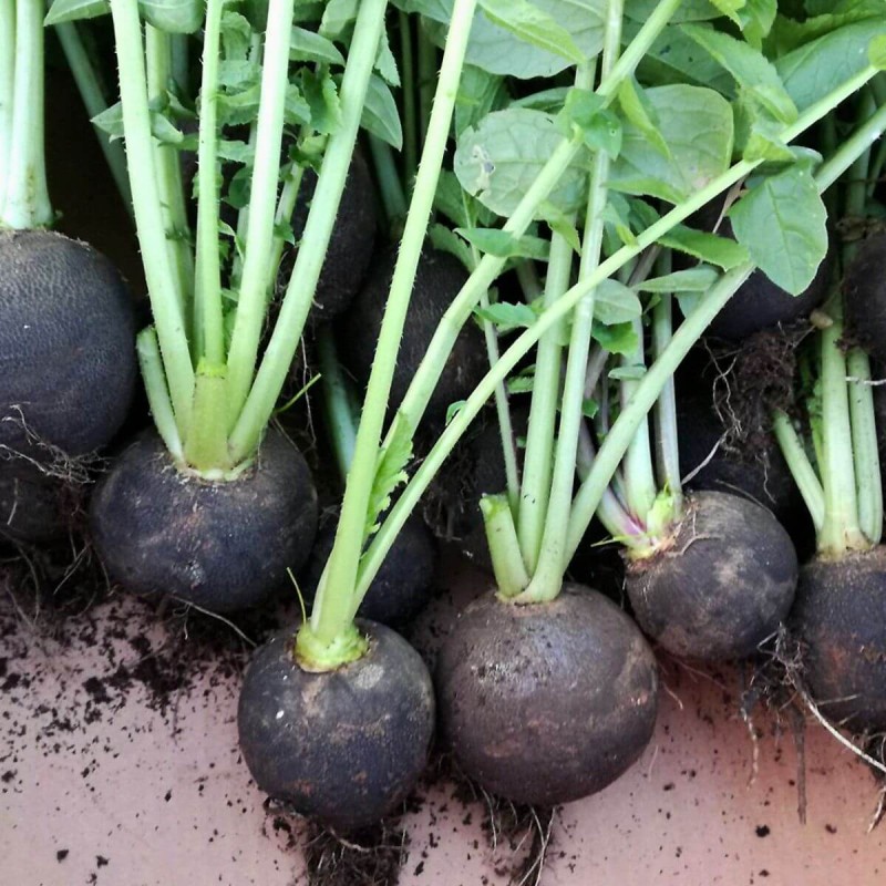 Rzodkiew zimowa RUNDER czarna nasiona (2).jpg
