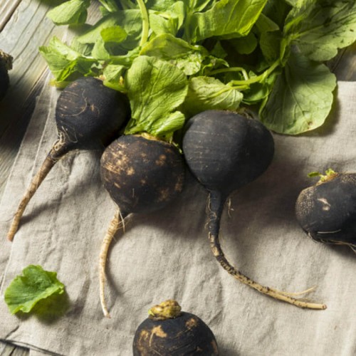 Rzodkiew zimowa RUNDER czarna nasiona 6g