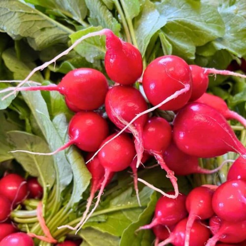 Rzodkiewka CHERRY BELLE nasiona XL 100g