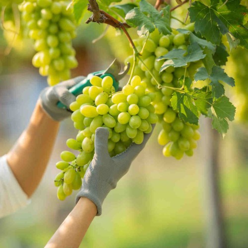 Winorośl IZA ZALIWSKA odmiana deserowa 3-letnia sadzonka C2