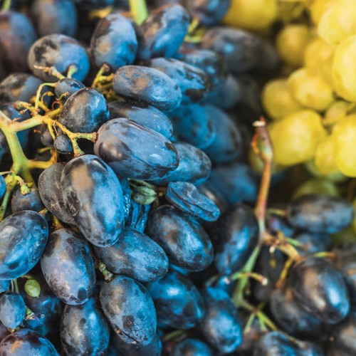 Winorośl ALDEN odmiana deserowa sadzonka C2