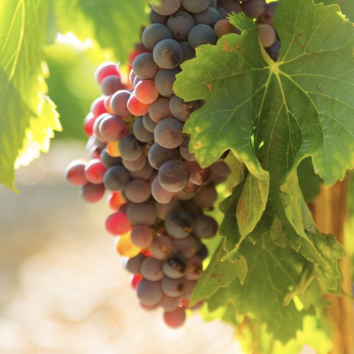 Winorośl CANADICE odmiana bezpestkowa sadzonka C2