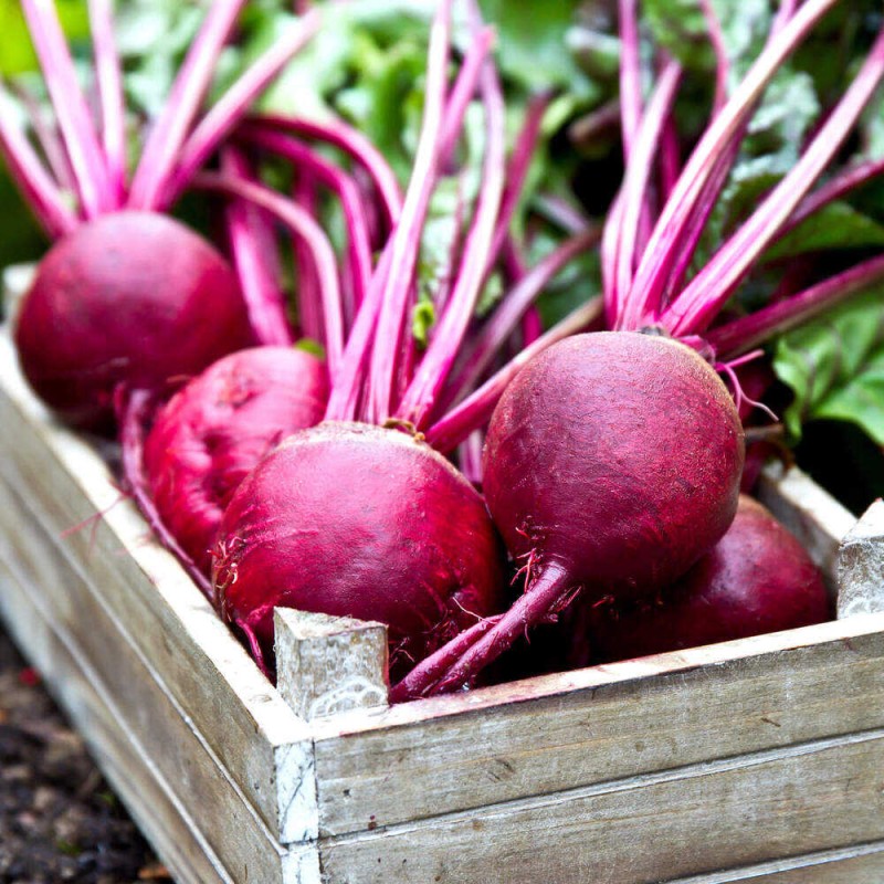 nasiona ekologiczne burak detroit.jpg