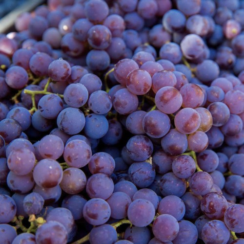 Winorośl LIDIA odmiana deserowa sadzonka C2