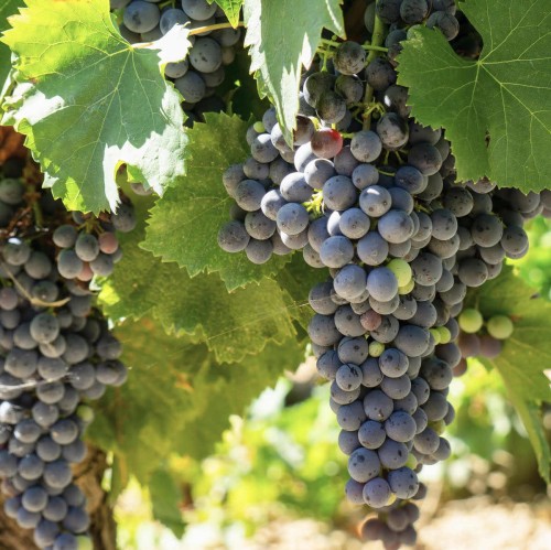 Winorośl ZILGA odmiana przerobowa sadzonka C2