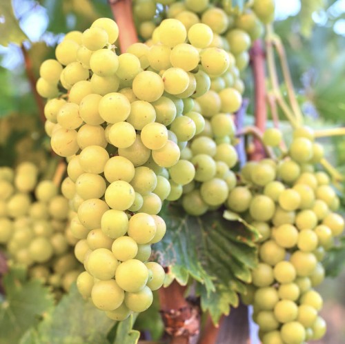 Winorośl ARKADIA sadzonka - sadzonka 3 letnia 60-80cm