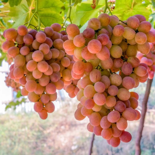 Winorośl RELIANCE odmiana deserowa bezpestkowa sadzonka C2