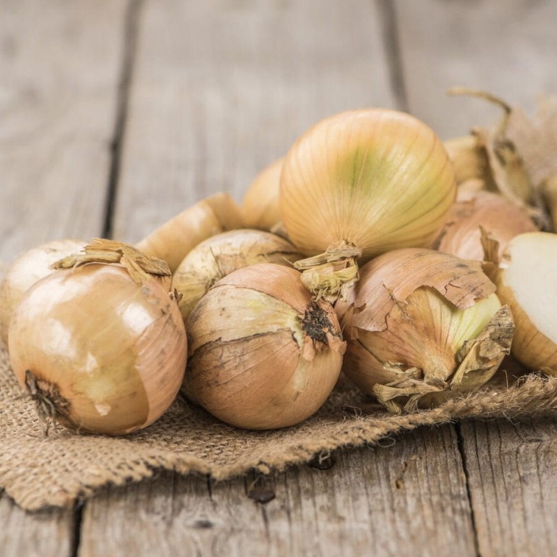 ekologiczne nasiona cebula desnsity.jpg