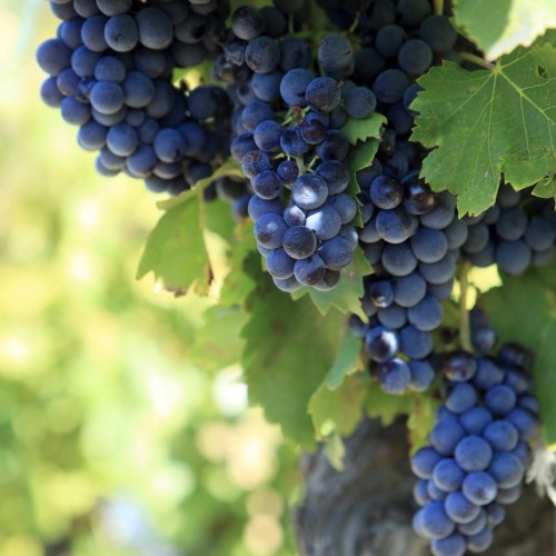 Winorośl RONDO przerobowa 3-letnia sadzonka C2