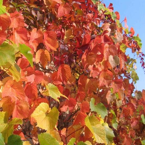 Winorośl Amurska 3 letnia sadzonka 60-90Cm