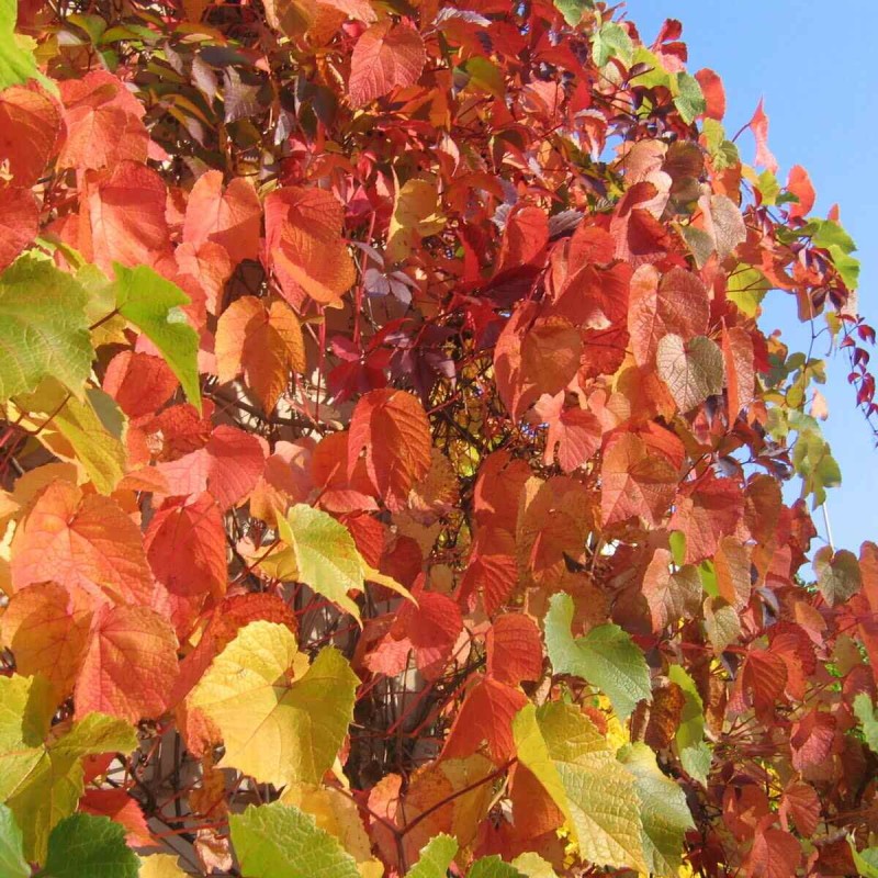 Winorośl amurska Vitis amurensis sklep