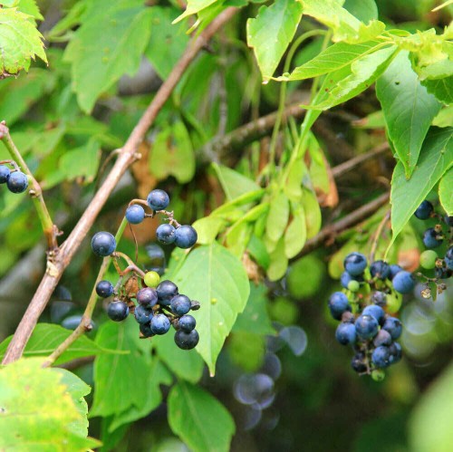 Winorośl pachnąca sadzonka C1