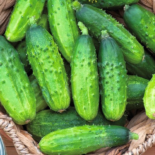 Ogórek ANULKA orniszonowy nasiona XL 100g