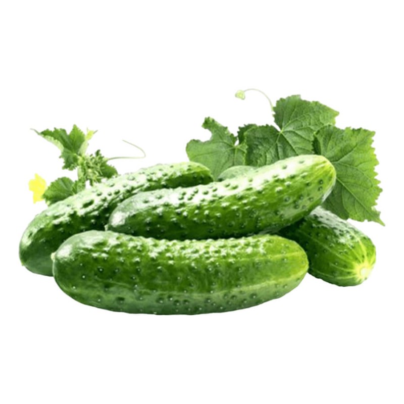 Ogórek Śremski F1 Konserwowy nasiona 100g  (3).jpg