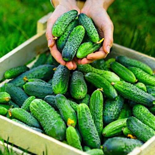 Ogórek ŚREMSKI F1 konserwowy nasiona XL 100g