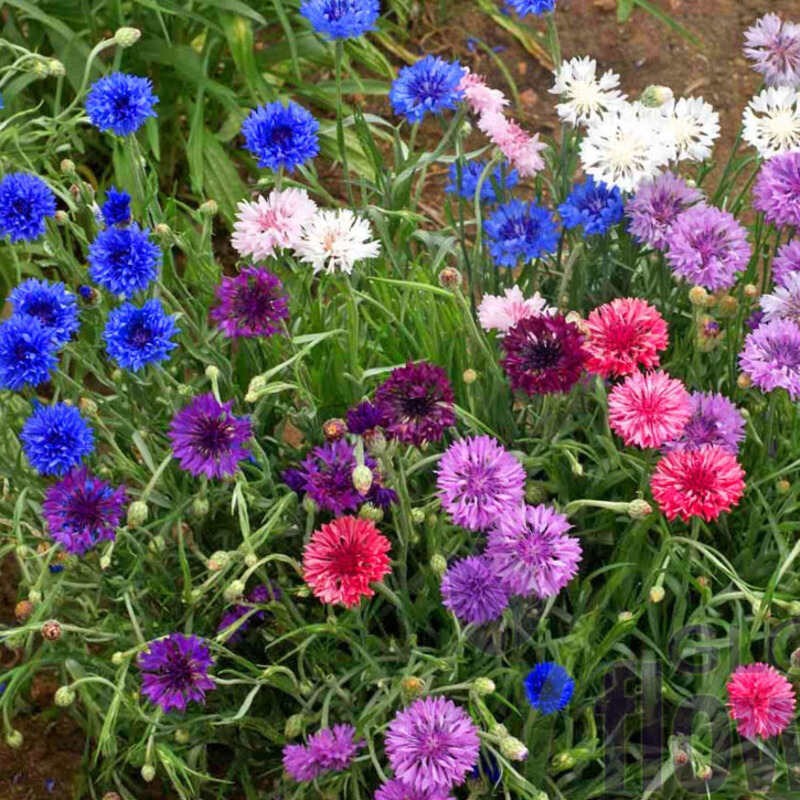 ekologiczne nasiona chaber mieszanka.jpg