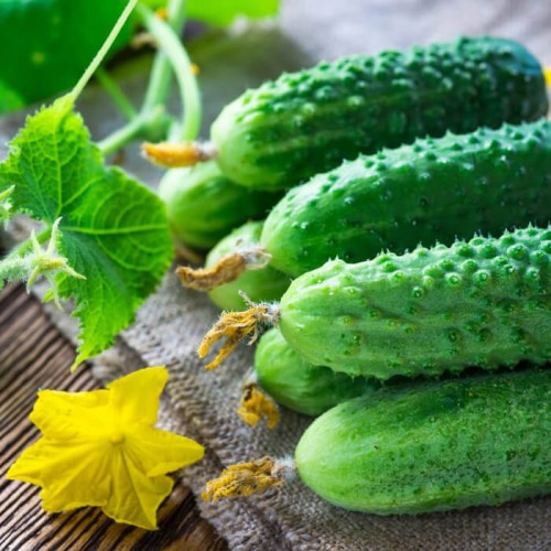 Ogórek CEZAR gruntowy konserwowy nasiona 5g