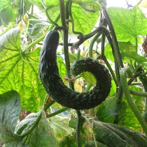 Ogórek CHINESE SLANGEN wężowy gruntowy sałatkowy nasiona 5g