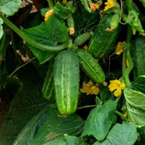 Ogórek DAR gruntowy Krzaczasty nasiona 5g