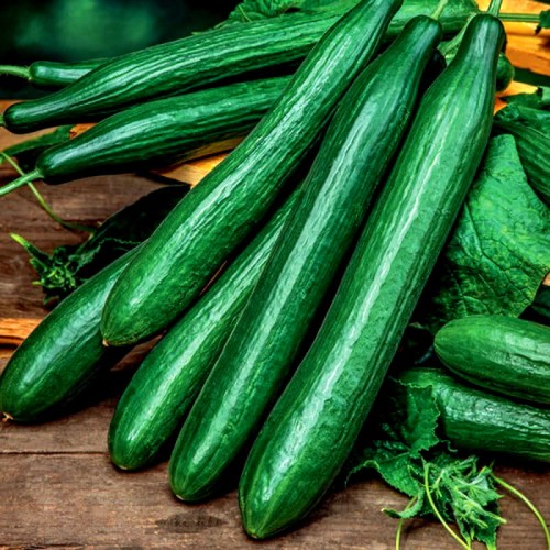 Długi Ogórek gruntowy sałatkowy TESSA nasiona XL 100g