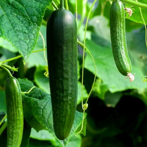 Ogórek GRACIUS GŁADKI F1 gruntowy sałatkowy nasiona 5g