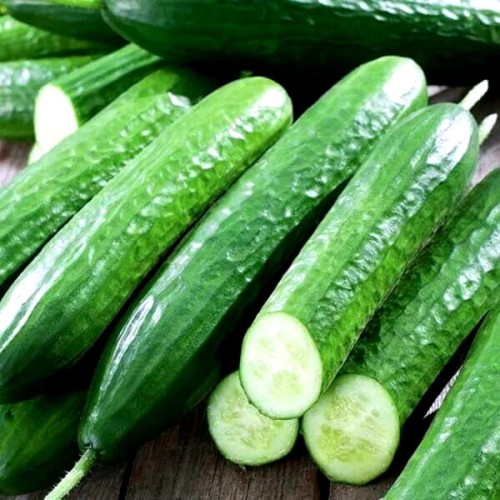 Ogórek GRACIUS GŁADKI Sałatkowy nasiona XXL 500g