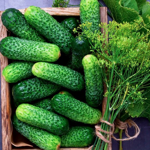 Ogórek JULIAN gruntowy do kwaszenia  nasiona 4g