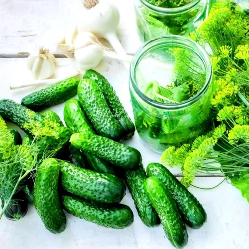 Ogórek JULIAN gruntowy do kwaszenia  nasiona XL 100g