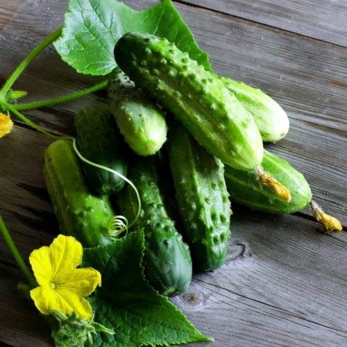 Ogórek JULIAN do kwaszenia  nasiona XXL 500g