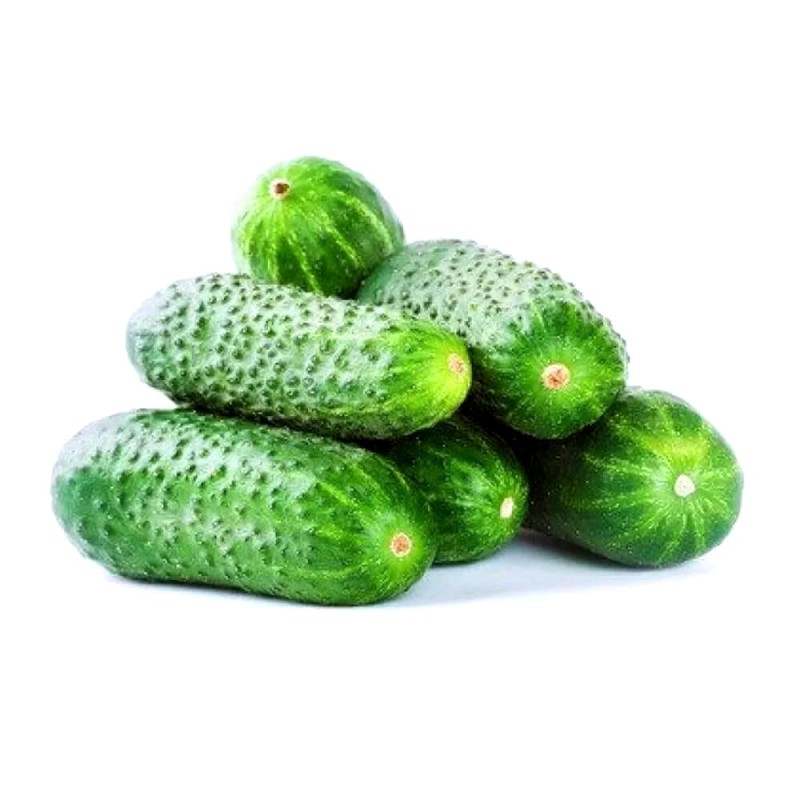 Ogórek JULIAN Do Kwaszenia (Cucumis sativus) nasiona XXL 500g  (1).jpg