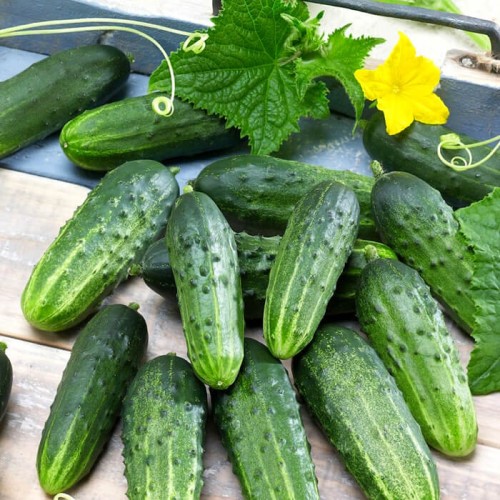 Ogórek HERMES SKIERNIEWICKI F1 gruntowy konserwowy nasiona 5g