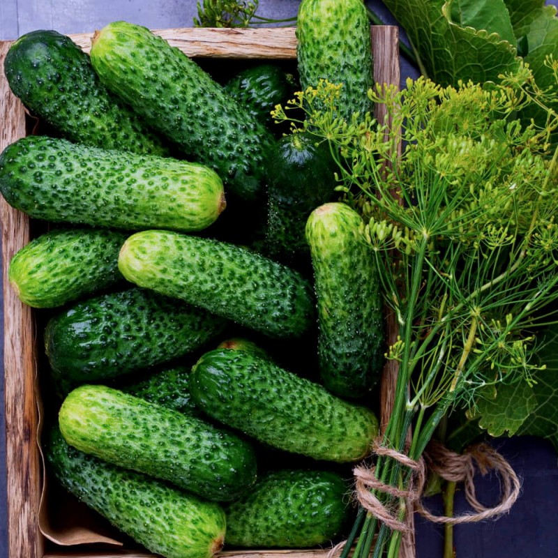 Ogórek HERMES SKIERNIEWICKI Konwerwowy (Cucumis sativus) nasiona XXL 500 g