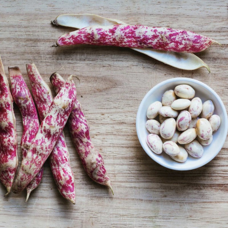 fasola Borlotto ekologiczne nasiona.jpg