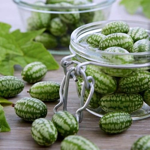 Ogórek MEKSYKAŃSKI OZDOBNY nasiona 005 g