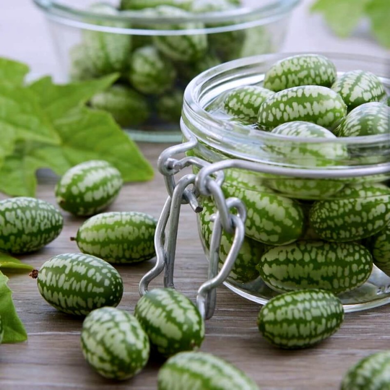 Ogórek MEKSYKAŃSKI OZDOBNY nasiona (3).jpg