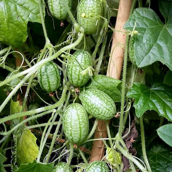 Ogórek MEKSYKAŃSKI OZDOBNY nasiona (2).jpg